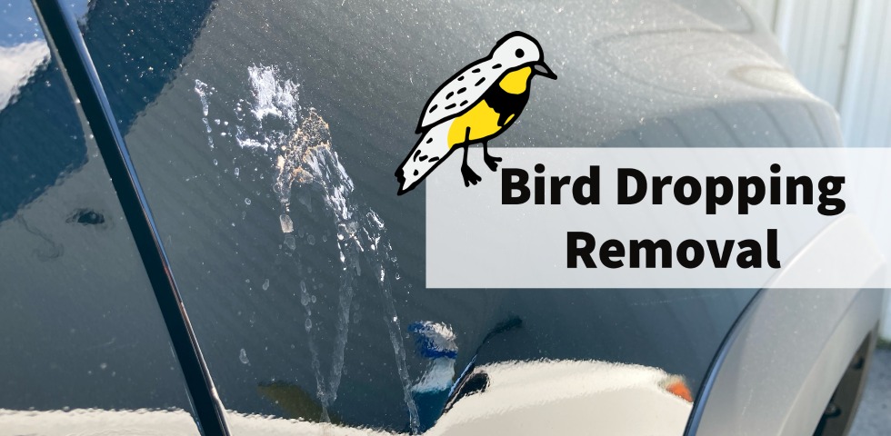 How to clean bird poop stains from your car? - WD40 India